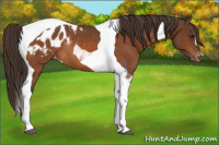 Horse Color:Buckskin Tobiano Appaloosa Rabicano 