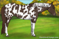 Horse Color:Liver Chestnut Tobiano Appaloosa Rabicano