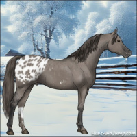 Horse Color:Grullo Appaloosa 