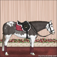 Horse Color:Smoky Black Splash Appaloosa Rabicano