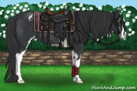 Horse Color:Black Sabino Appaloosa 