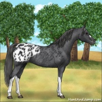Horse Color:Black Appaloosa Rabicano 