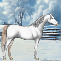 Horse Color:Chestnut Appaloosa 