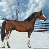 Horse Color:White Spotted Bay 