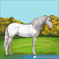 Horse Color:Silver Black Near Fewspot 