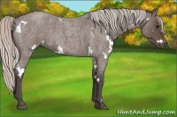 Horse Color:White Spotted Silver Blue Roan 