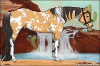 Horse Color:White Spotted Buckskin 