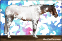 Horse Color:White Spotted Liver Chestnut 