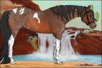 Horse Color:Bay Tobiano Appaloosa 