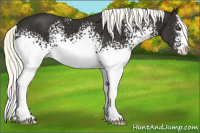 Horse Color:White Spotted Liver Chestnut Mushroom Sabino 