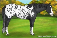 Horse Color:Black Splash Appaloosa Rabicano
