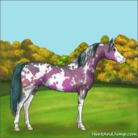 Horse Color:Watercolor White Spotted Bay Sabino 