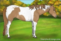 Horse Color:Chestnut Tobiano