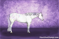 Horse Color:Watercolor White Spotted Silver Grullo Ice 