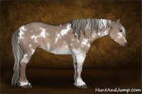 Horse Color:White Spotted Liver Red Dun Mushroom Sabino 