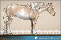 Horse Color:White Spotted Chocolate Palomino Roan Pearl Mushroom Rabicano 