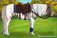 Horse Color:Chocolate Palomino Tobiano Appaloosa