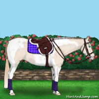 Horse Color:Perlino Tobiano Appaloosa 