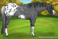 Horse Color:White Spotted Blue Roan Splash Frame Appaloosa 