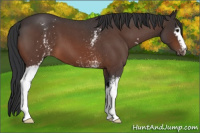 Horse Color:White Spotted Brown Roan Appaloosa 