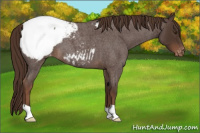Horse Color:Liver Red Roan Appaloosa 