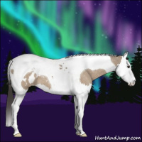 Horse Color:Brown Dun Splash Tobiano Appaloosa 