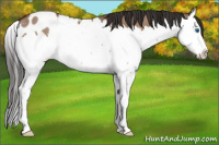Horse Color:Bay Dun Splash Appaloosa 