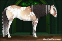 Horse Color:White Spotted Bay Onyx 