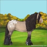 Horse Color:Bay Dun Appaloosa  and Bay Dun Splash Appaloosa 