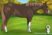Horse Color:Liver Chestnut 