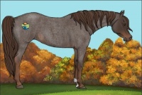 Horse Color:Liver Red Roan 