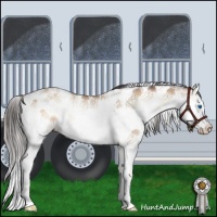 Horse Color:Amber Champagne Onyx Sabino Splash 