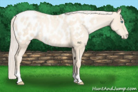 Horse Color:Gold Cream Champagne Pearl Appaloosa 