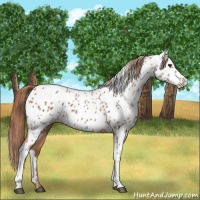 Horse Color:Chestnut Appaloosa 
