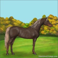 Horse Color:Liver Chestnut Rabicano 