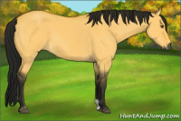 Horse Color:Gray Buckskin Dun 