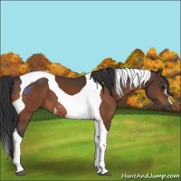 Horse Color:Bay Tobiano 