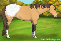 Horse Color:Buckskin Appaloosa