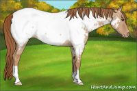 Horse Color:Red Dun Appaloosa Rabicano 