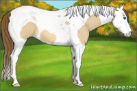 Horse Color:Buckskin Roan Dun Splash Tobiano Appaloosa 