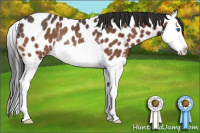 Horse Color:Bay Splash Appaloosa Rabicano 