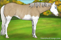 Horse Color:Silver Smoky Grullo Splash Rabicano
