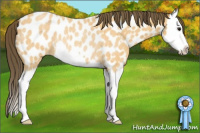 Horse Color:Buckskin Roan Splash Appaloosa Rabicano 