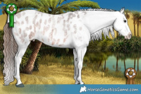 Horse Color:Bay Roan Appaloosa 