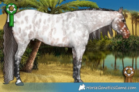 Horse Color:Bay Roan Appaloosa 