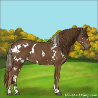 Horse Color:White Spotted Chestnut 