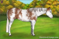 Horse Color:White Spotted Silver Bay Splash 