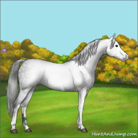 Horse Color:Gray White Spotted Black 