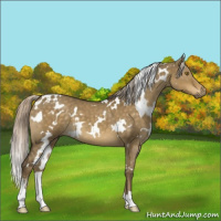 Horse Color:White Spotted Chocolate Palomino Dun Sabino 