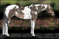Horse Color:White Spotted Brown Dun Tobiano 